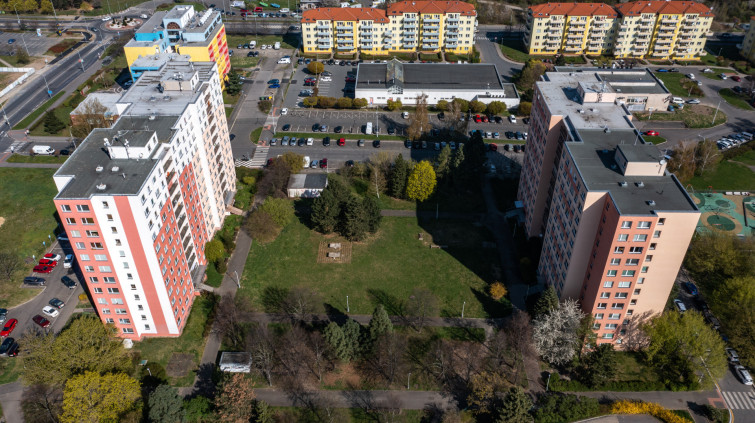 Žirafa